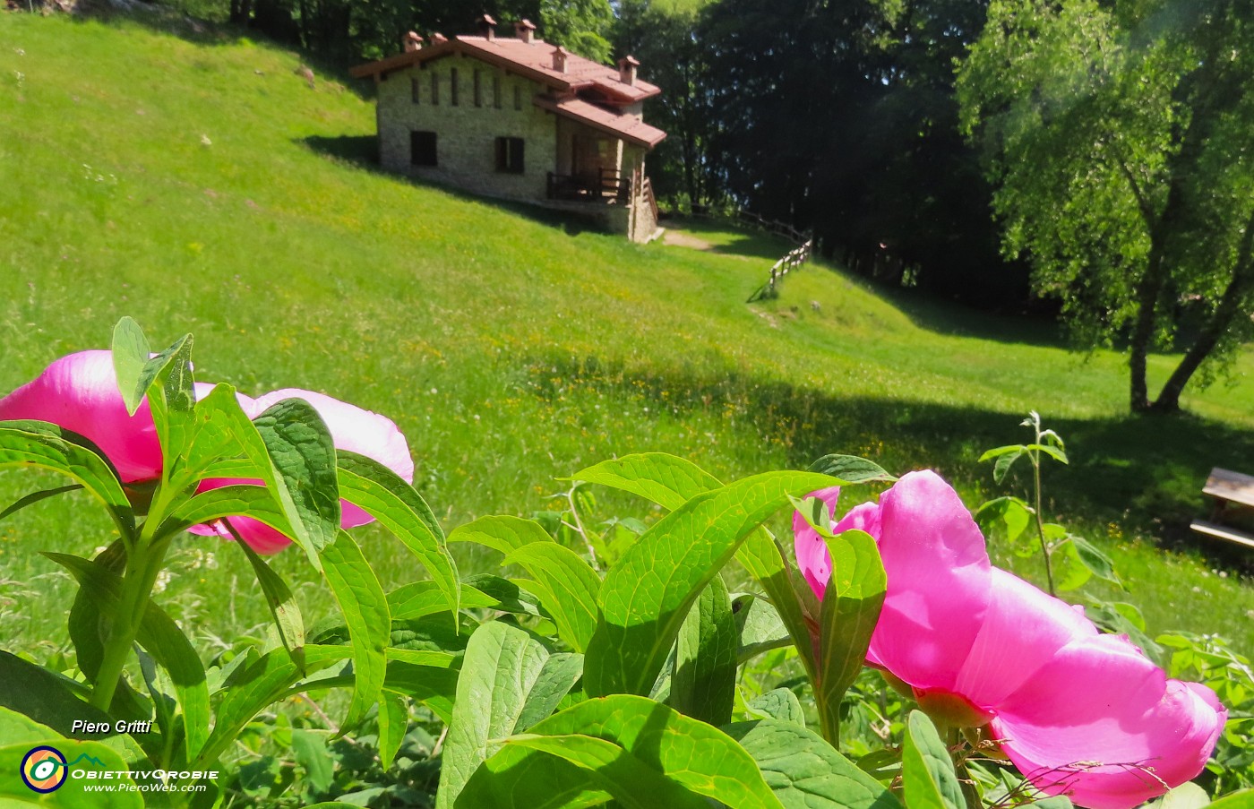39  Paeonia officinalis- Peonia selvatica-con Rif. Monte Zucco.JPG
